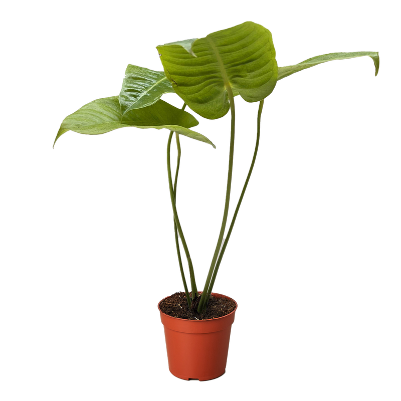 King Anthurium (Anthurium veitchii) – The Royal Showstopper of Tropical Plants