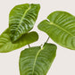 King Anthurium (Anthurium veitchii) – The Royal Showstopper of Tropical Plants