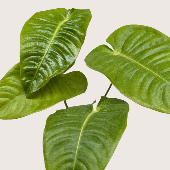anthurium green king King Anthurium (Anthurium veitchii) – The Royal Showstopper of Tropical Plants
