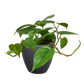 Philodendron Cordatum (Philodendron cordatum) – Easy-Care Heartleaf Vine