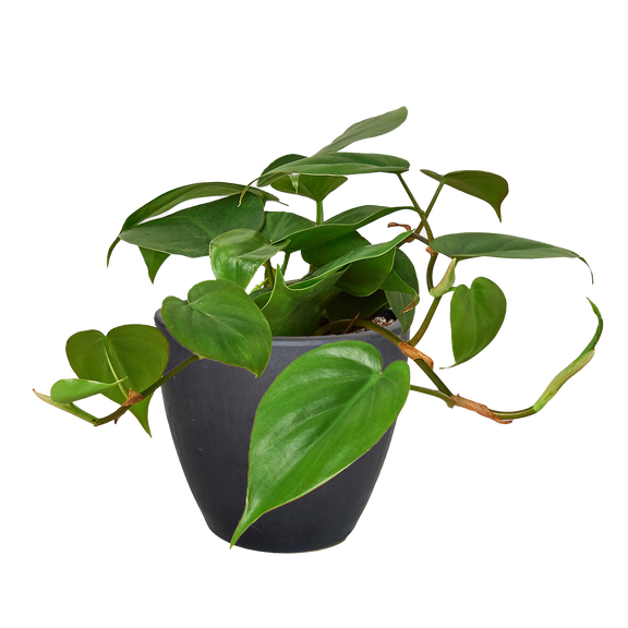 philodendron cardiacum Philodendron Cordatum – Easy-Care Heartleaf Vine for Home & Office – The Garland Guy