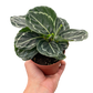 Calathea 'Green Goddess'