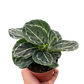 Calathea 'Green Goddess'
