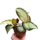 Calathea 'Picturata'