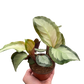 Calathea 'Picturata'