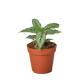 Calathea 'Vittata'