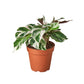 Calathea ‘White Fusion’ – Striking, Pet-Safe Tropical Foliage
