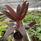 Cordyline ‘Calypso Queen’ (Cordyline fruticosa) – Bold Tropical Foliage