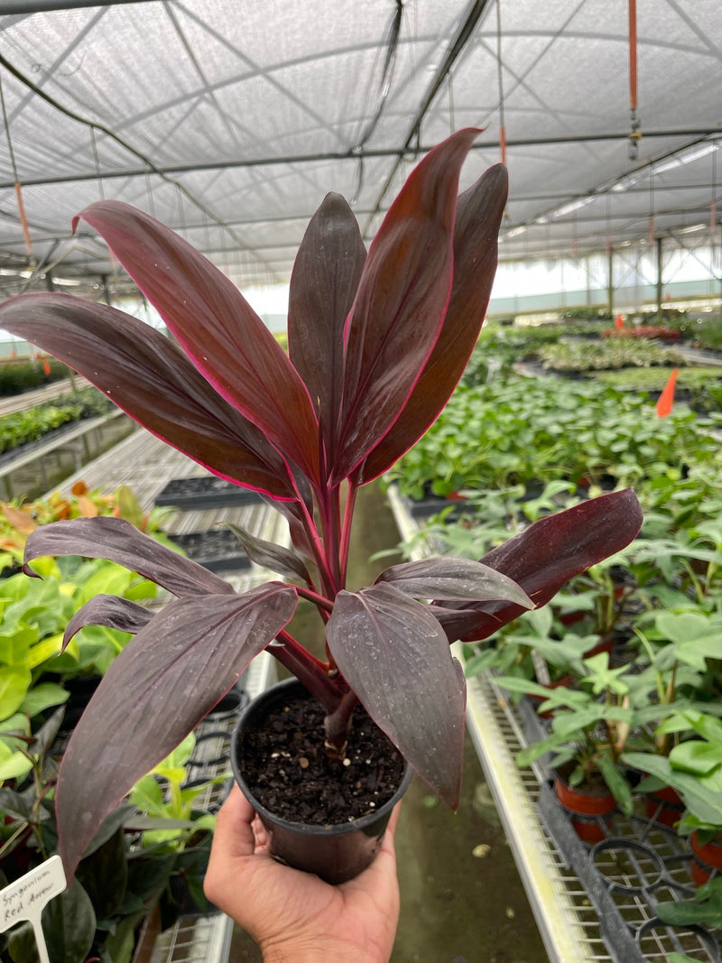 Cordyline ‘Calypso Queen’ (Cordyline fruticosa) – Bold Tropical Foliage