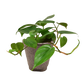 Philodendron Cordatum (Philodendron cordatum) – Easy-Care Heartleaf Vine