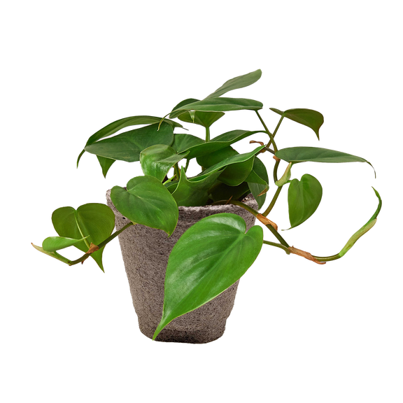 philodendron cordatum cuttings Philodendron Cordatum – Easy-Care Heartleaf Vine for Home & Office – The Garland Guy