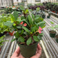 Crown of Thorns (Euphorbia milii) – Hardy, Colorful, and Full of Character