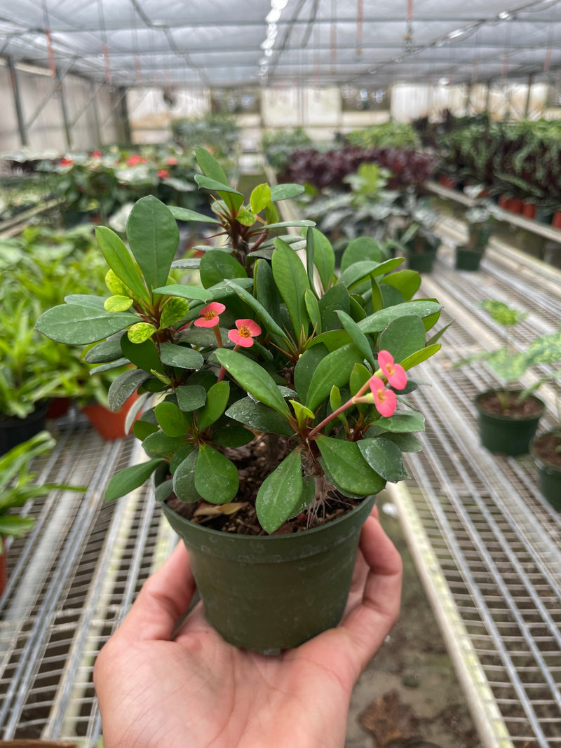 Crown of Thorns (Euphorbia milii) – Hardy, Colorful, and Full of Character