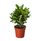 Crown of Thorns (Euphorbia milii) – Hardy, Colorful, and Full of Character