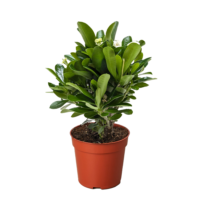 Crown of Thorns (Euphorbia milii) – Hardy, Colorful, and Full of Character