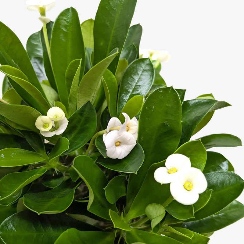 Crown of Thorns (Euphorbia milii) – Hardy, Colorful, and Full of Character