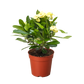 Crown of Thorns (Euphorbia milii) – Hardy, Colorful, and Full of Character