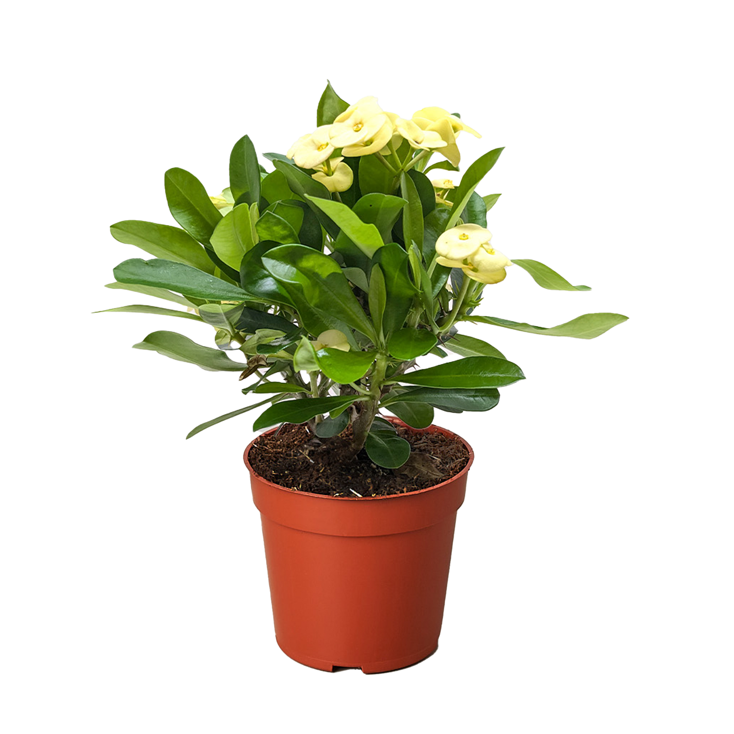 Crown of Thorns (Euphorbia milii) – Hardy, Colorful, and Full of Character