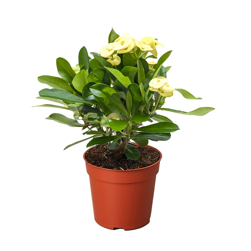 Crown of Thorns (Euphorbia milii) – Hardy, Colorful, and Full of Character