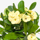 Crown of Thorns (Euphorbia milii) – Hardy, Colorful, and Full of Character
