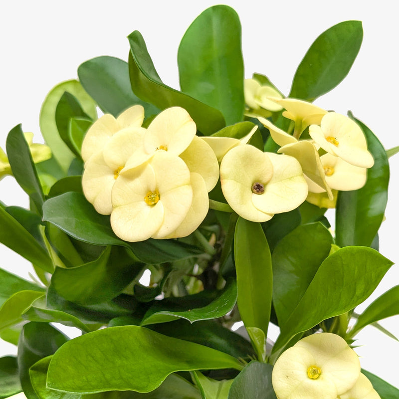 Crown of Thorns (Euphorbia milii) – Hardy, Colorful, and Full of Character