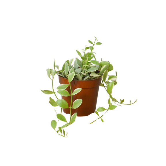 succulent tendrils Succulent Dischidia Cascade