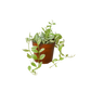 Succulent Dischidia Cascade