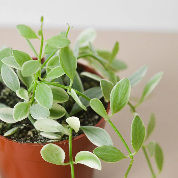 succulents that cascade Succulent Dischidia Cascade – The Garland Guy
