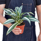 Dracaena Warneckii ‘White Jewel’ (Dragon Tree) – Elegant Variegated Indoor Plant