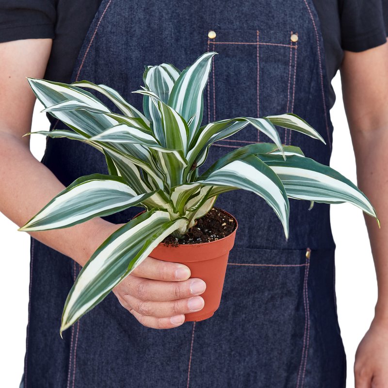 dracaena warneckii jade jewel Dracaena Warneckii 'White Jewel' (Dragon Tree) – Elegant Variegated In – The Garland Guy