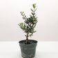 Common Olive Tree (Olea europaea)