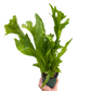 Green Flame Fern – Tropical Elegance for Home & Garden