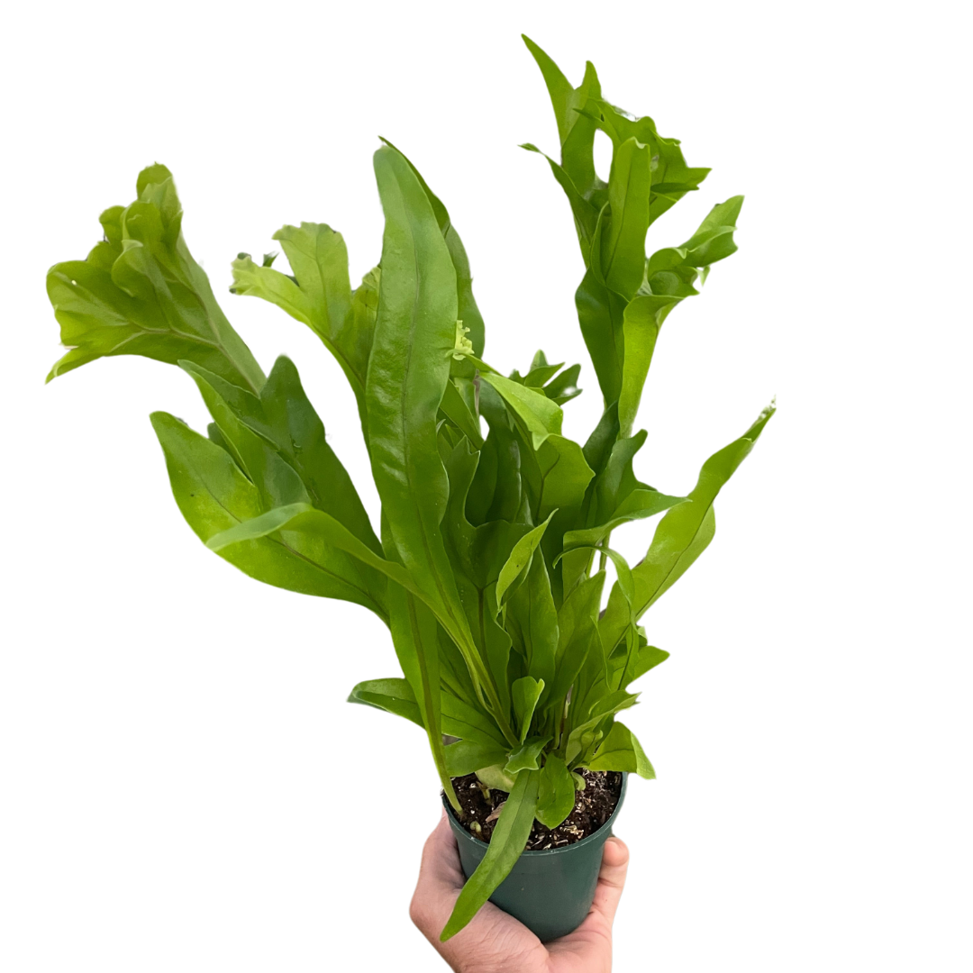Green Flame Fern – Tropical Elegance for Home & Garden