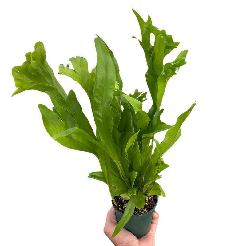 Green Flame Fern – Tropical Elegance for Home & Garden