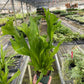 Green Flame Fern – Tropical Elegance for Home & Garden