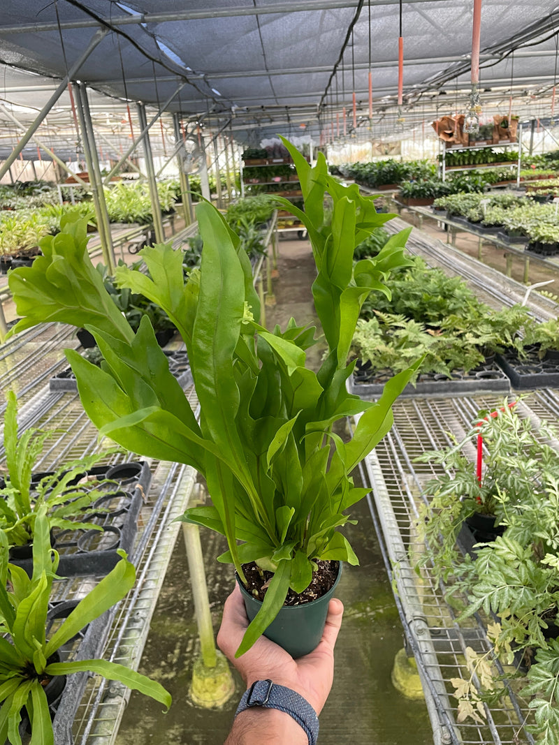 Green Flame Fern – Tropical Elegance for Home & Garden