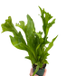 Green Flame Fern – Tropical Elegance for Home & Garden