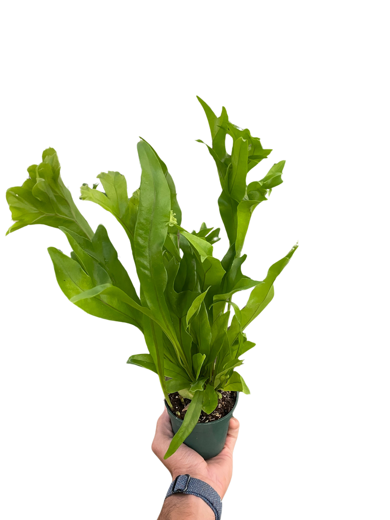Green Flame Fern – Tropical Elegance for Home & Garden