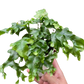 Fern 'Nicolas Diamond'