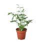 Fern 'Silver Lace'