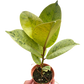 Ficus 'shivereana' (Moonshine)