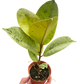 Ficus 'shivereana' (Moonshine)
