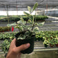 Ficus Elastica 'Triangularis' Variegated
