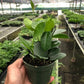 Hoya 'Australis' – Glossy Leaf & Fragrant Flower Vine