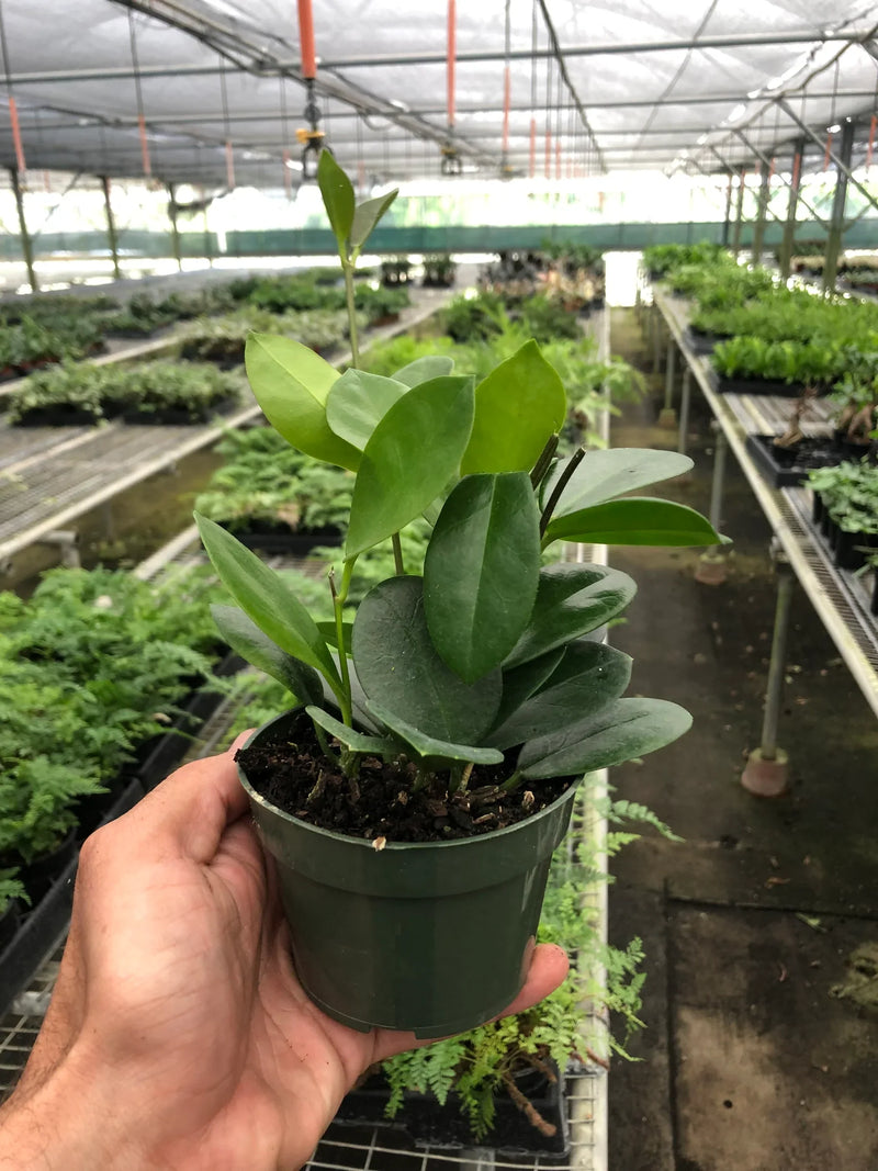 Hoya 'Australis' – Glossy Leaf & Fragrant Flower Vine