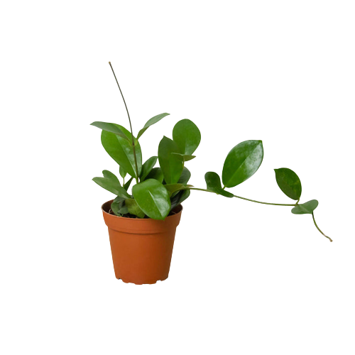 Hoya 'Australis' – Glossy Leaf & Fragrant Flower Vine