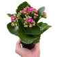 Kalanchoe blossfeldiana – Flaming Katy | Long-Blooming Indoor & Outdoor Succulent