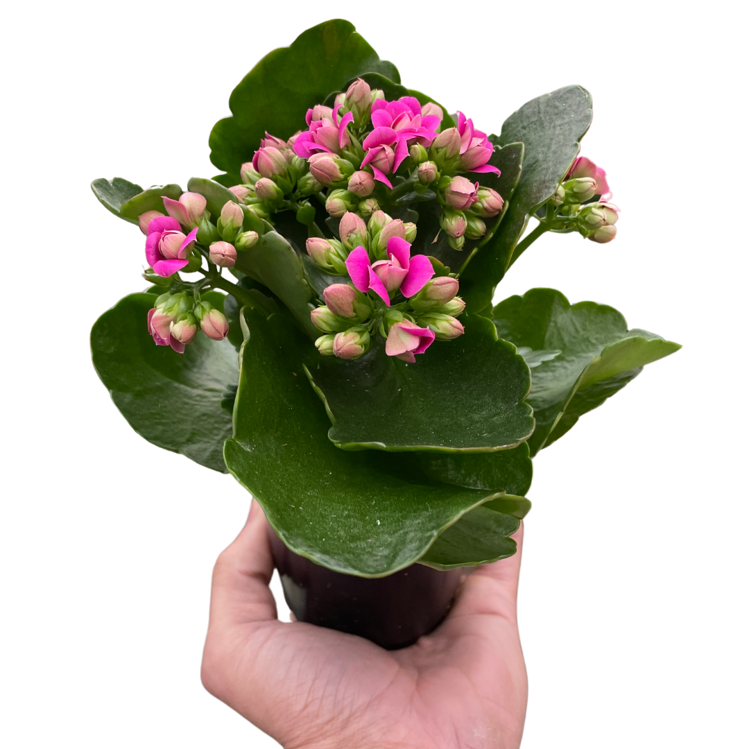 Kalanchoe blossfeldiana – Flaming Katy | Long-Blooming Indoor & Outdoor Succulent