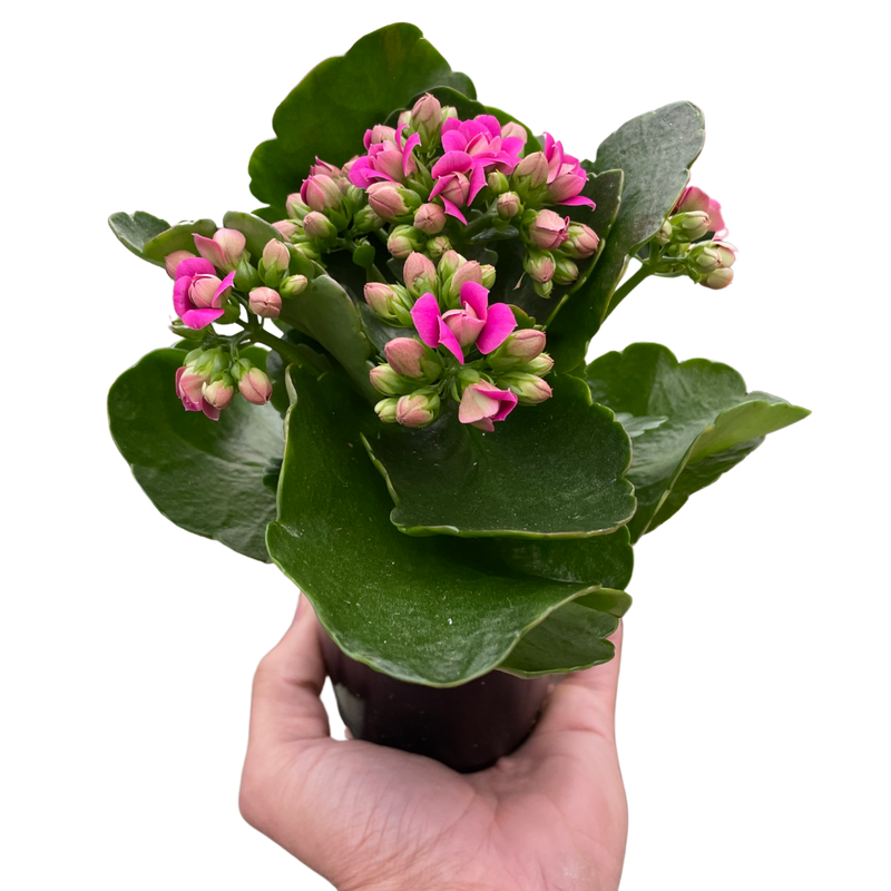 Kalanchoe blossfeldiana – Flaming Katy | Long-Blooming Indoor & Outdoor Succulent
