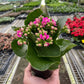 Kalanchoe blossfeldiana – Flaming Katy | Long-Blooming Indoor & Outdoor Succulent